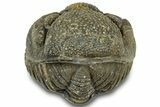 Wide Enrolled Morocops Trilobite - Morocco #323215-2